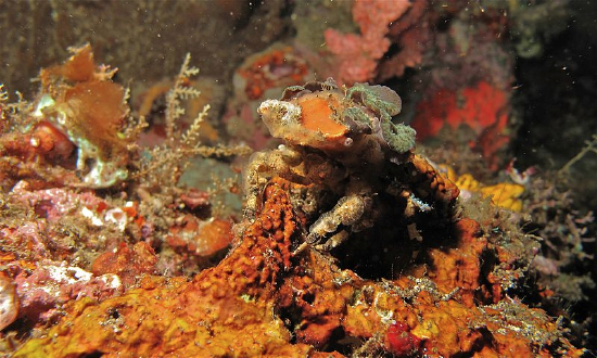  Cyclocoeloma tuberculata (Decorator Crab, Sponge Crab)